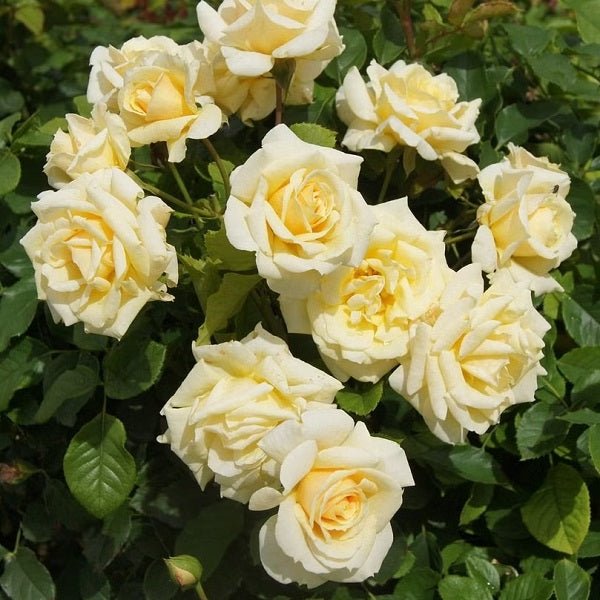 Rose (White) - Plant - Nurserylive Pune