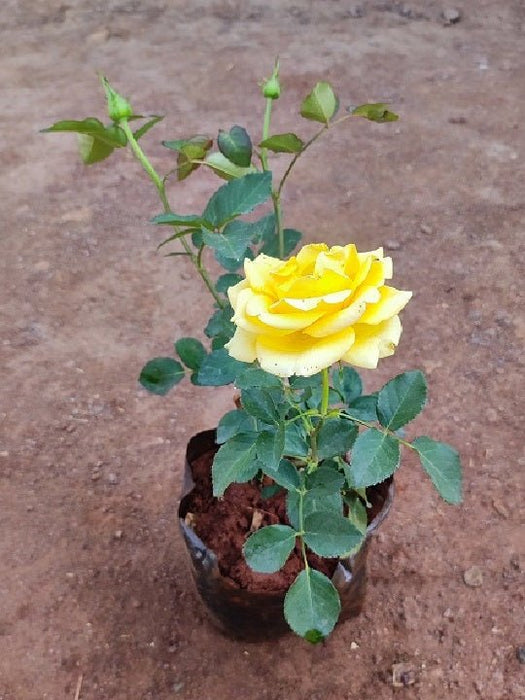 Rose (Yellow) - Plant - Nurserylive Pune
