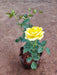 Rose (Yellow) - Plant - Nurserylive Pune