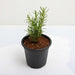 Rosemary - Plant - Nurserylive Pune