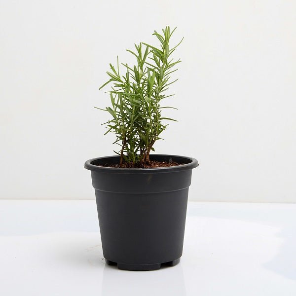 Rosemary - Plant - Nurserylive Pune