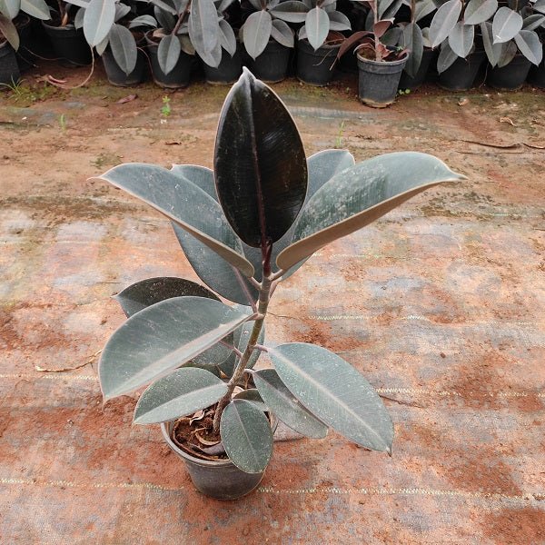 Rubber Tree, Rubber Plant, Ficus elastica - Plant - Nurserylive Pune