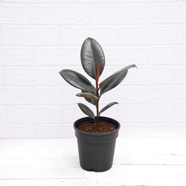 Buy Rubber Tree, Rubber Plant, Ficus elastica Plant at Nurserylive Pune. Lowest Prices Next