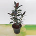 Rubber Tree, Rubber Plant, Ficus elastica - Plant - Nurserylive Pune
