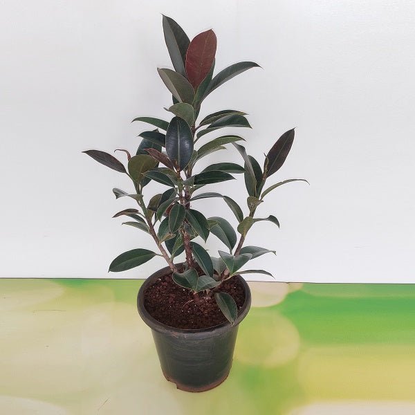 Rubber Tree, Rubber Plant, Ficus elastica Plant in 8 inch (20 cm) Pot - Nurserylive Pune
