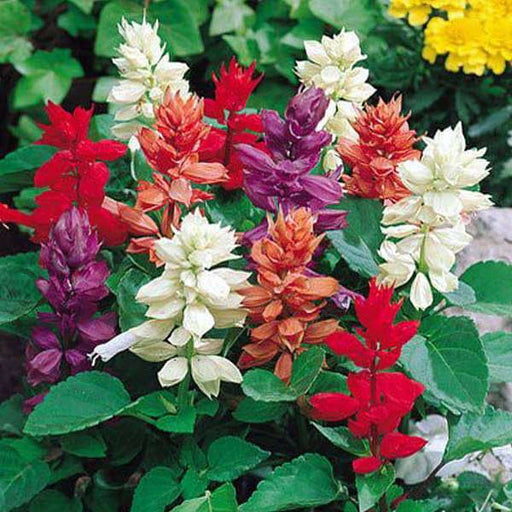 Salvia splendens (Any Color) - Plant - Nurserylive Pune