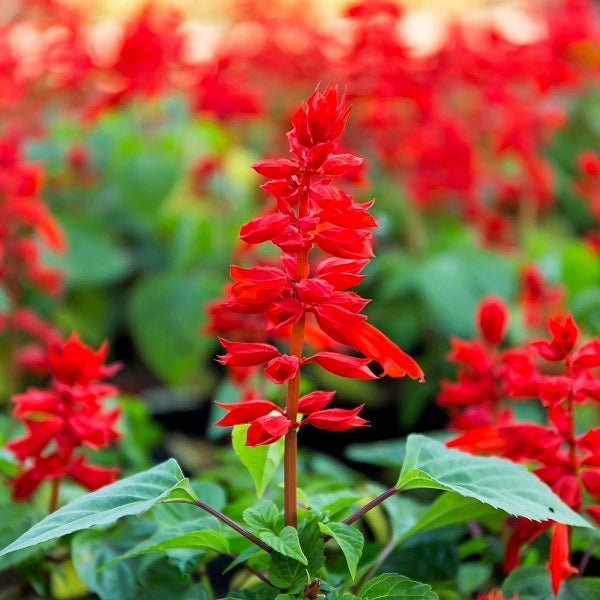 Buy Salvia Splendens (Red) - Plant at Nurserylive Pune. Lowest Prices ...