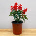 Salvia Splendens (Red) - Plant - Nurserylive Pune