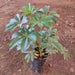 Schefflera - Plant - Nurserylive Pune