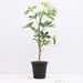 Schefflera - Plant - Nurserylive Pune