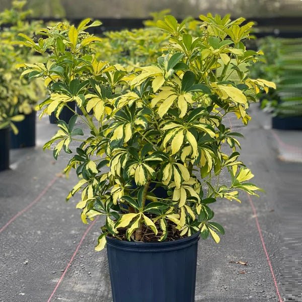 Schefflera Variegated - Plant - Nurserylive Pune