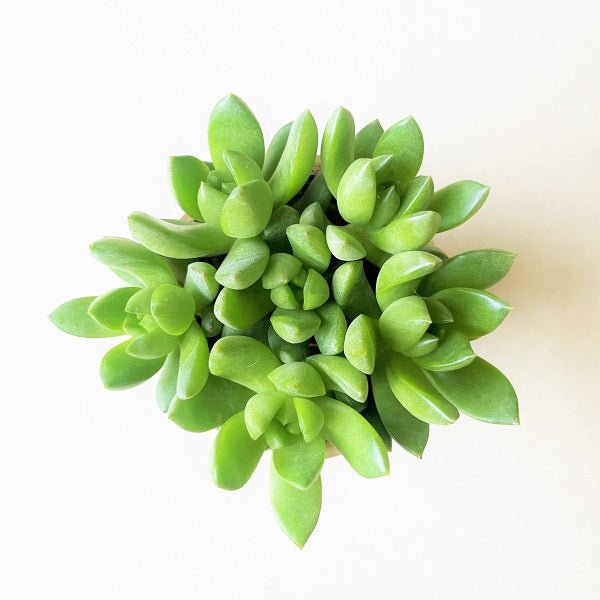 Sedeveria, Harry Butterfield Succulent Plant in 3 inch (8 cm) Pot - Nurserylive Pune