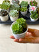 Sedeveria Rolly Succulent Plant in 3 inch (8 cm) Pot - Nurserylive Pune