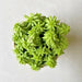 Sedum japonicum Succulent Plant in 3 inch (8 cm) Pot - Nurserylive Pune