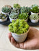 Sedum japonicum Succulent Plant in 3 inch (8 cm) Pot - Nurserylive Pune
