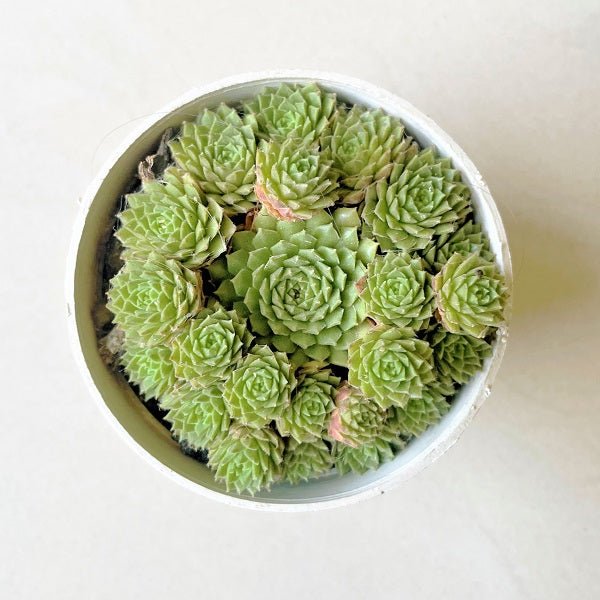 Sempervivum Spring Beauty Succulent Plant in 3 inch (8 cm) Pot - Nurserylive Pune