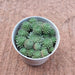 Sempervivum Spring Beauty Succulent Plant in 3 inch (8 cm) Pot - Nurserylive Pune