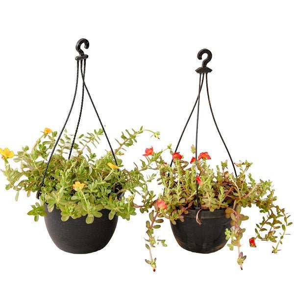 Set of 2 Adorable Portulaca Plants in Hanging Baskets - Nurserylive Pune
