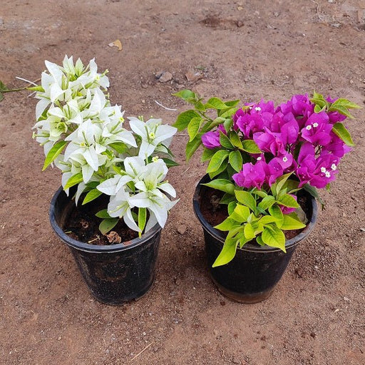 Set of 2 Beautiful Bougainvillea Plants - Nurserylive Pune