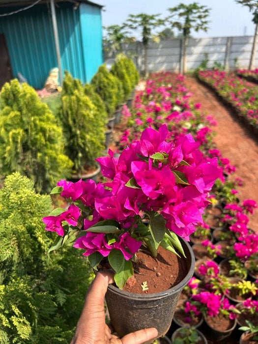 Set of 2 Beautiful Bougainvillea Plants - Nurserylive Pune