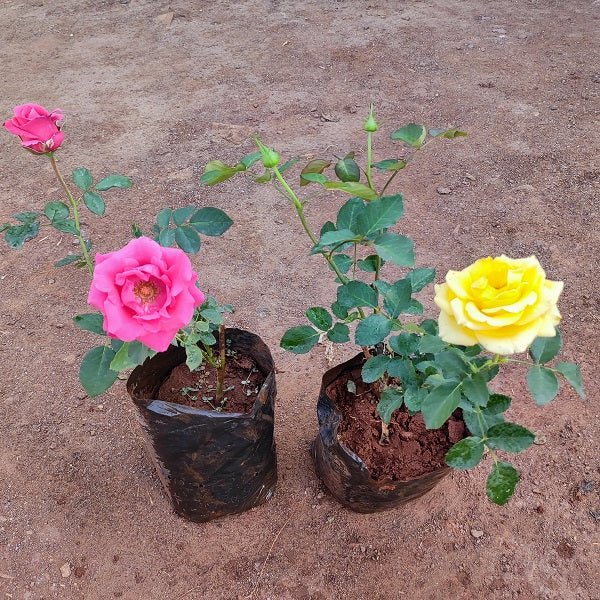 Set of 2 Beautiful Rose Plants - Nurserylive Pune