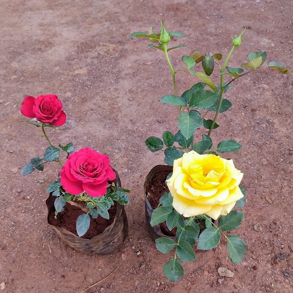 Set of 2 Beautiful Rose Plants - Nurserylive Pune