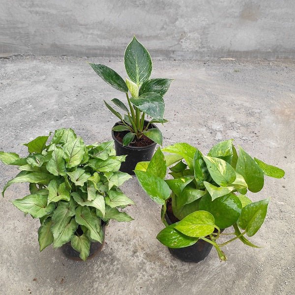 Set of 3 Air Purifier n Summer Cooling Plants Pack - Nurserylive Pune