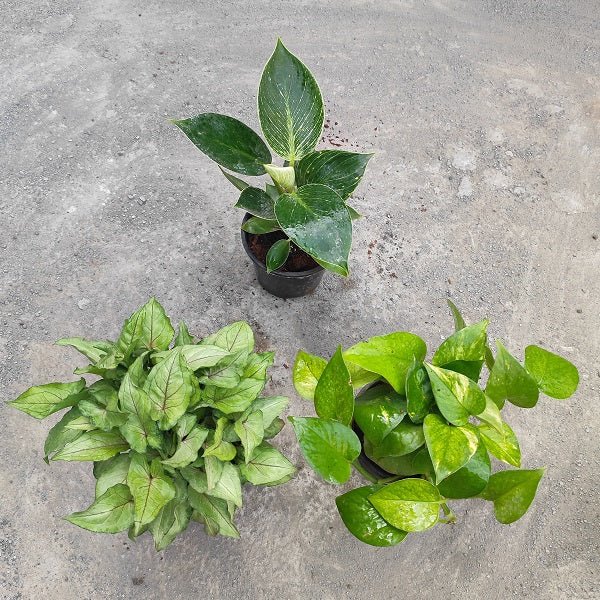 Set of 3 Air Purifier n Summer Cooling Plants Pack - Nurserylive Pune
