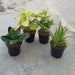 Set of 4 Evergreen Air Purifier Plant Pack - Nurserylive Pune