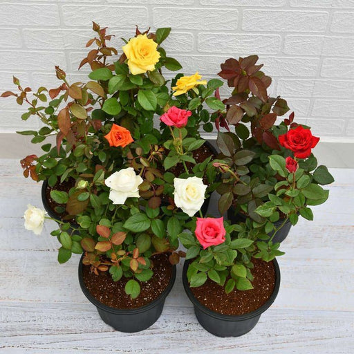Set of 5 Enchanting Roses - Nurserylive Pune