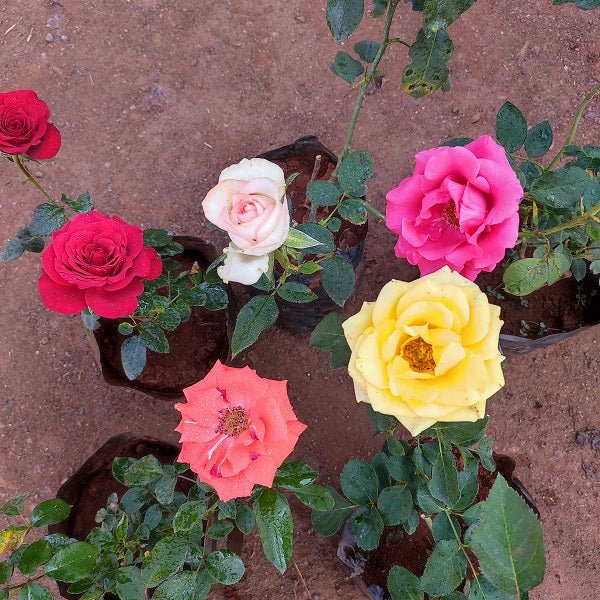 Set of 5 Enchanting Roses - Nurserylive Pune