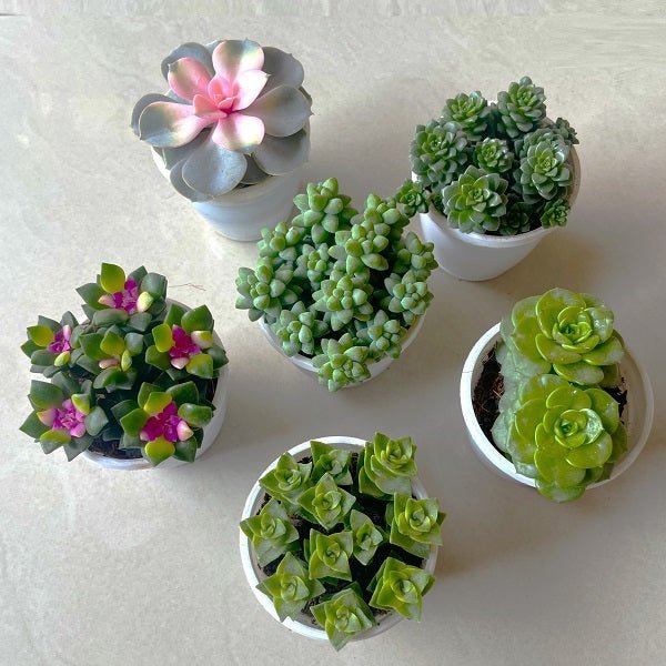Set of 6 Cute Succulents - Nurserylive Pune