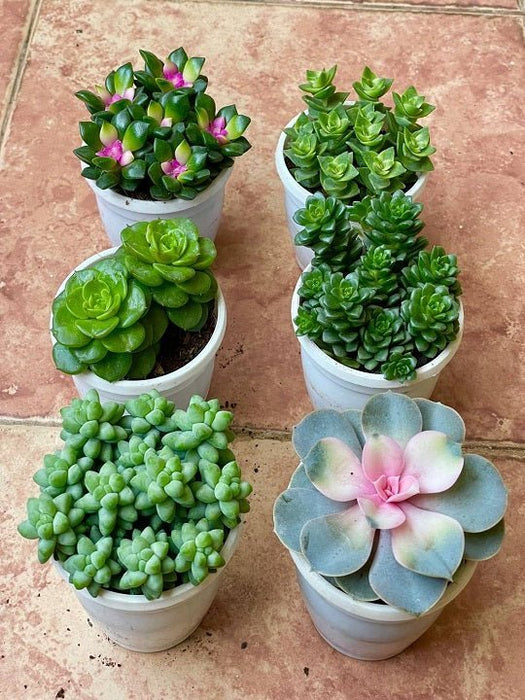 Set of 6 Cute Succulents - Nurserylive Pune