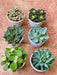 Set of 6 Die Hard Succulents - Nurserylive Pune