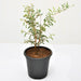 Shami Tree, Prosopis cineraria - Plant - Nurserylive Pune