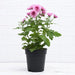 Shevanti, Chrysanthemum (Any Color) Plant in 5 Inch (13 cm) Pot - Nurserylive Pune