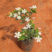 Srilankan Tagar (White) - Plant - Nurserylive Pune