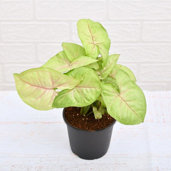 Syngonium Cream allusion, Syngonium Cream (Pink veins) Plant in 4 inch (10 cm) Pot - Nurserylive Pune