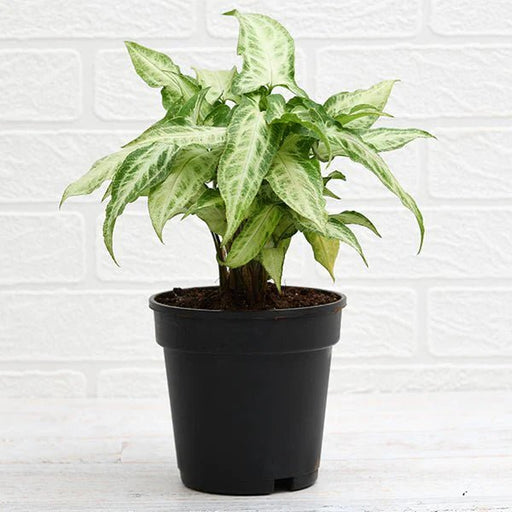 Syngonium (Mini Pixie) Plant in 4 inch (10 cm) Pot - Nurserylive Pune