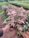 Syngonium Pink Lady Plant - Nurserylive Pune