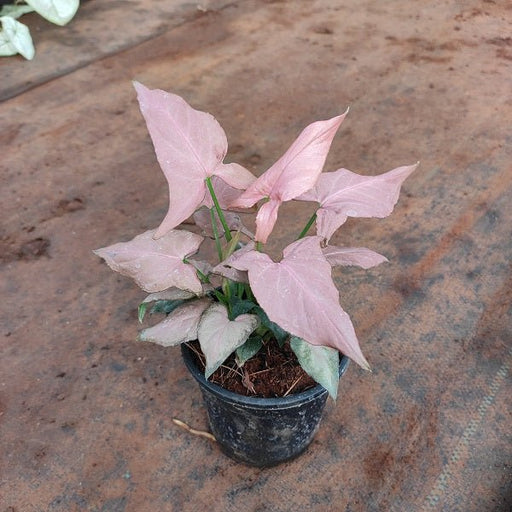 Syngonium Pink Lady Plant - Nurserylive Pune