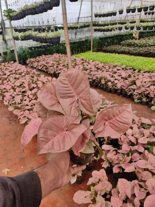 Syngonium (Pink) Plant in 4 inch (10 cm) Pot - Nurserylive Pune