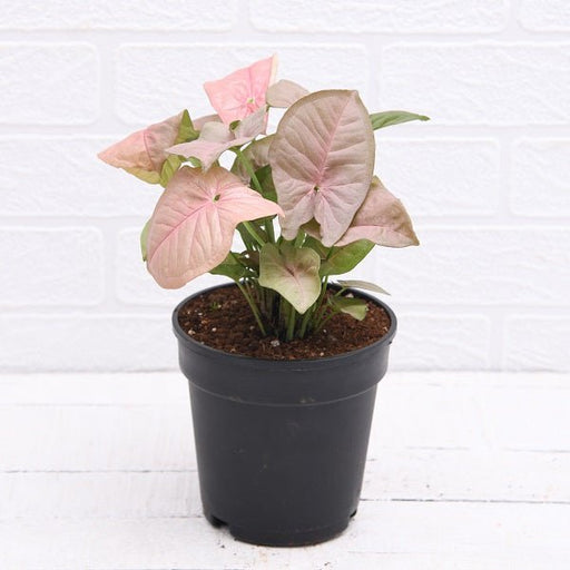 Syngonium (Pink) Plant in 4 inch (10 cm) Pot - Nurserylive Pune