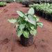 Syngonium podophyllum Bright Allusion - Plant in 4 inch (10 cm) Pot - Nurserylive Pune