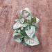 Syngonium podophyllum Christmas - Plant - Nurserylive Pune