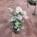 Syngonium podophyllum Christmas - Plant - Nurserylive Pune