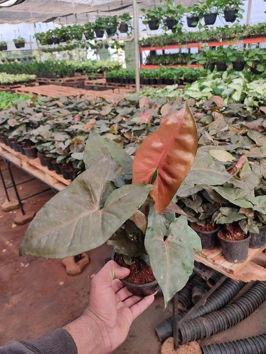 Syngonium (Red) Plant in 4 inch (10 cm) Pot - Nurserylive Pune