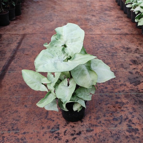 Syngonium (Silver Pearl) Plant in 4 inch (10 cm) Pot - Nurserylive Pune
