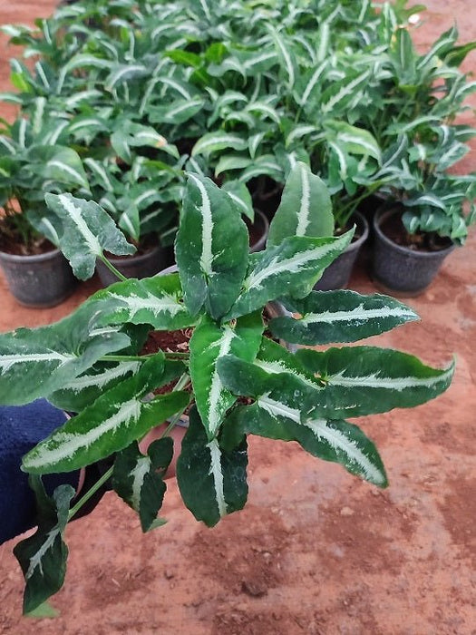 Syngonium wendlandi Plant in 4 inch (10 cm) Pot - Nurserylive Pune