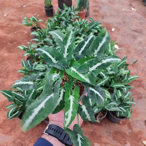 Syngonium wendlandi Plant in 4 inch (10 cm) Pot - Nurserylive Pune